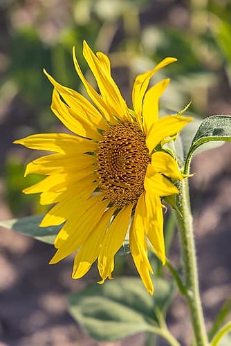 Camargue Nord-Arles Provence-Alpes-Cote dAzur-France Sunflower in a field in Provence Art Print